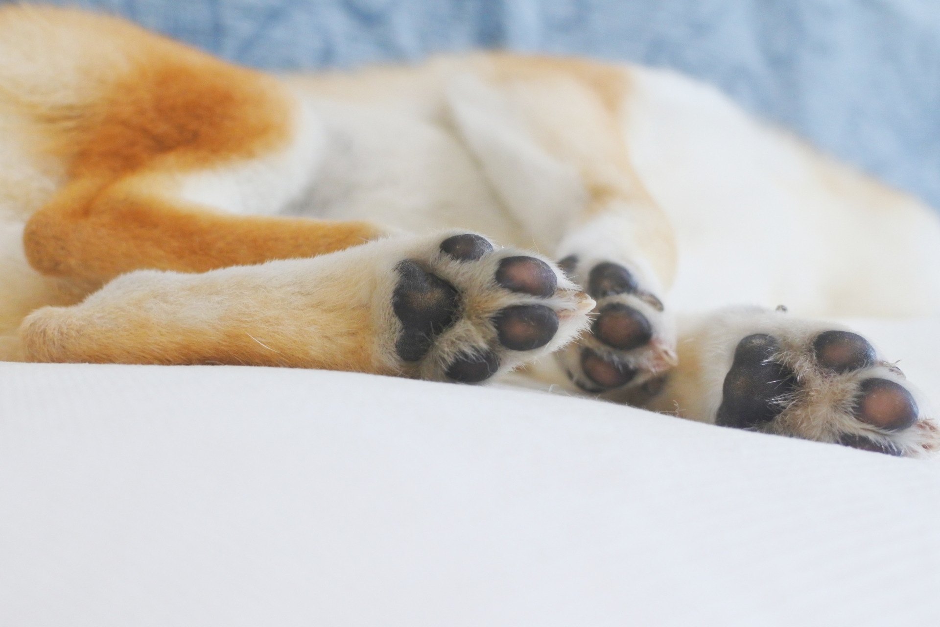 犬の肉球の役割