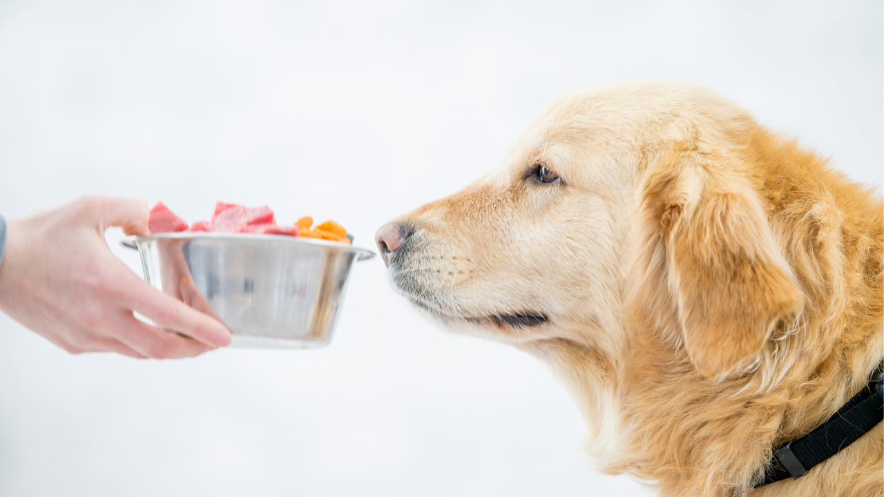 犬の消化に時間がかかる食べ物は？