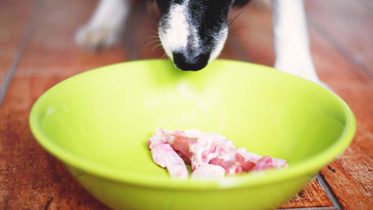 犬は焼肉を食べても大丈夫なの！？