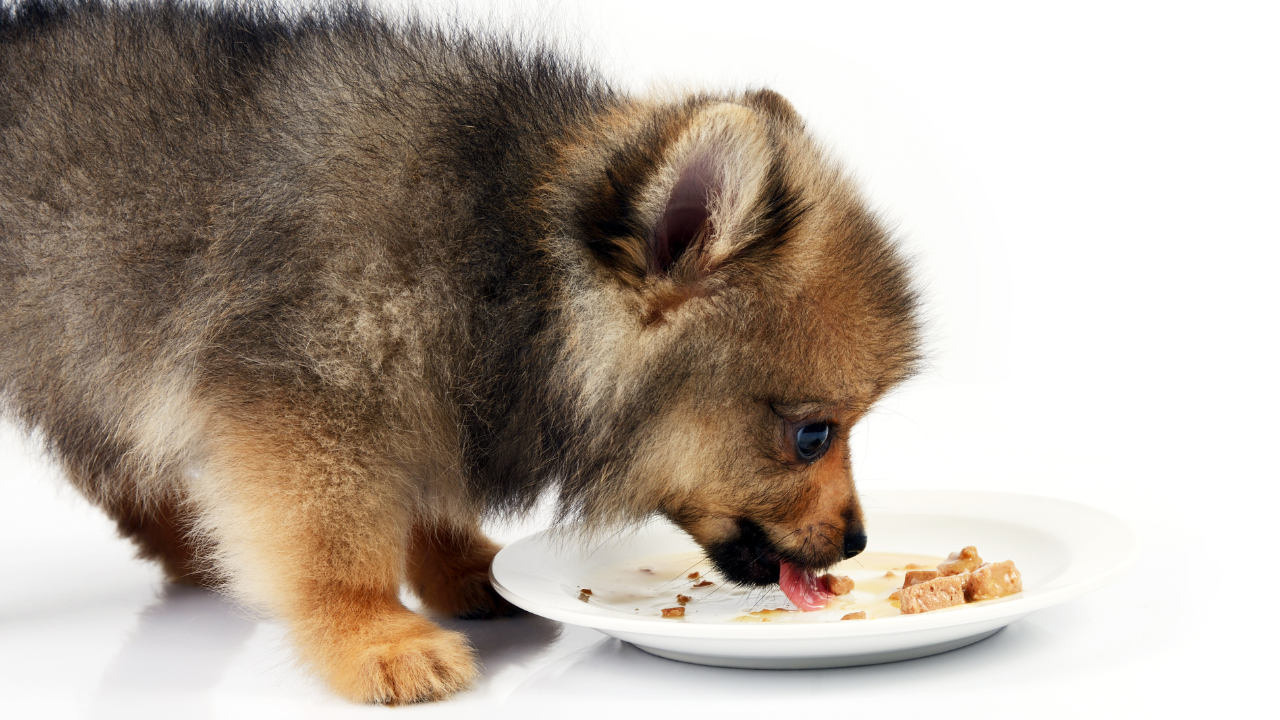 犬の消化時間はどれくらい？