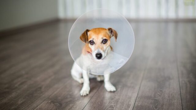 犬が尻尾を噛もうとする時の対処法はエリザベスカラーを使う