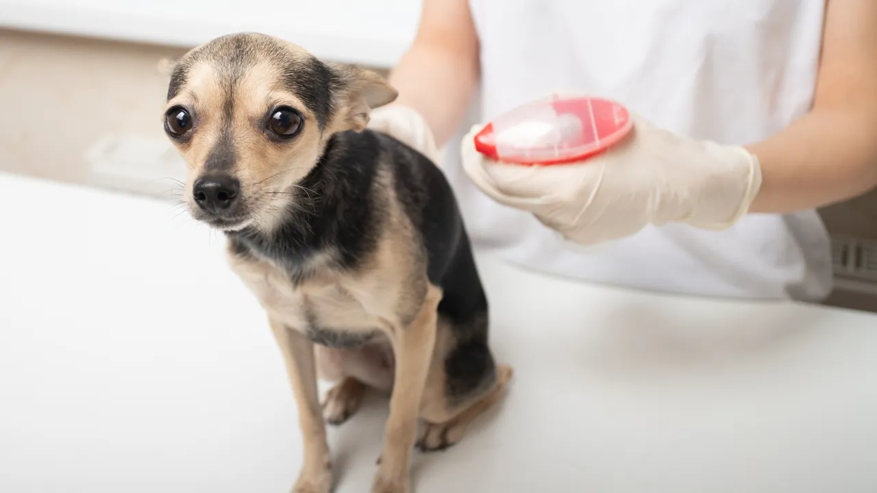 犬の肉球が剥がれる原因は乾燥が原因