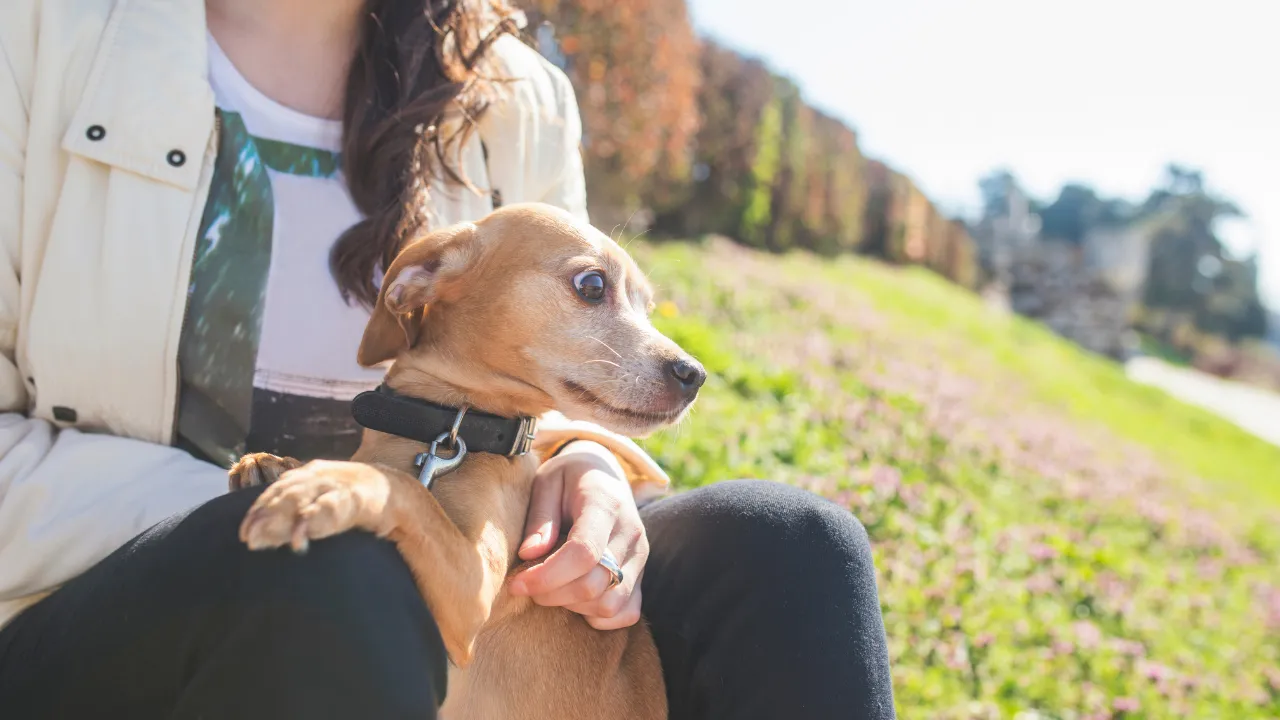 人の足元で寝る犬の気持ちは？信頼している