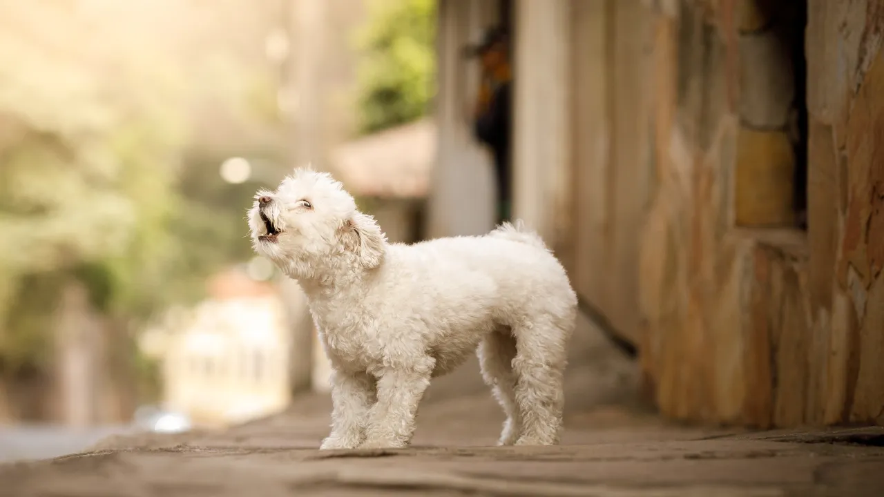 犬が威嚇する時の理由4選は怖がっている