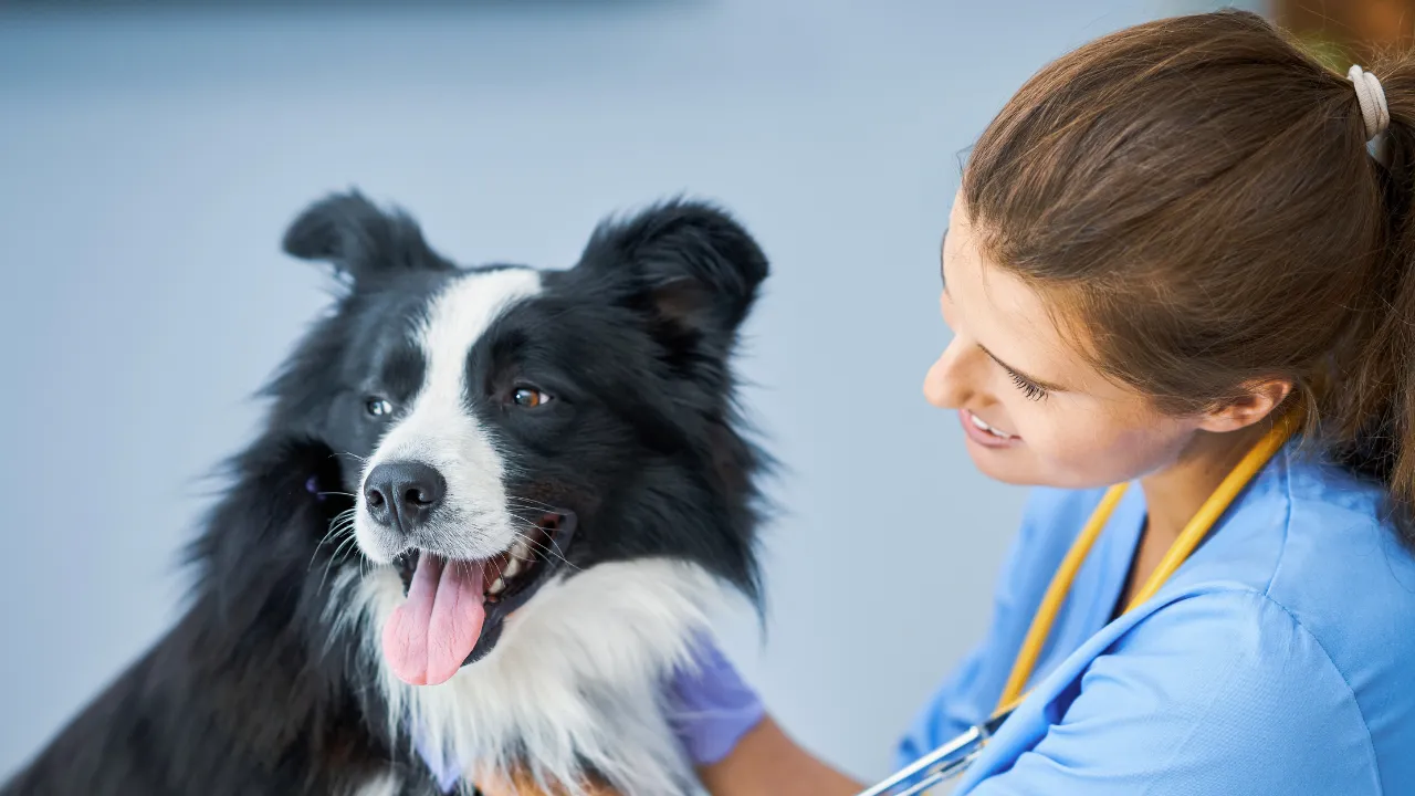 犬がしっぽを振らない時の理由はしっぽ以外の感情表現