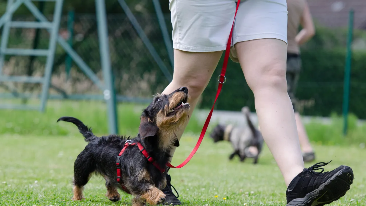 犬の消化時間中に散歩はしない方がいいの？