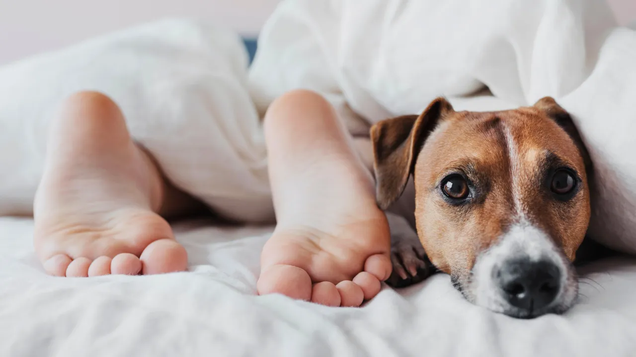 犬が便秘になる時に考えられる原因は内服薬の影響