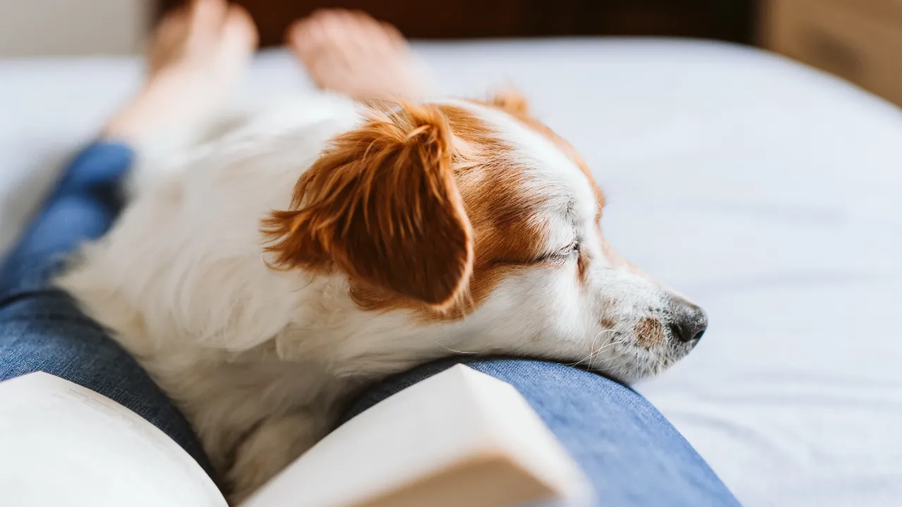 犬が便秘になる時に考えられる原因は加齢