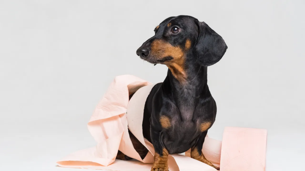 犬にうんちをさせる方法は水分を多くあげる