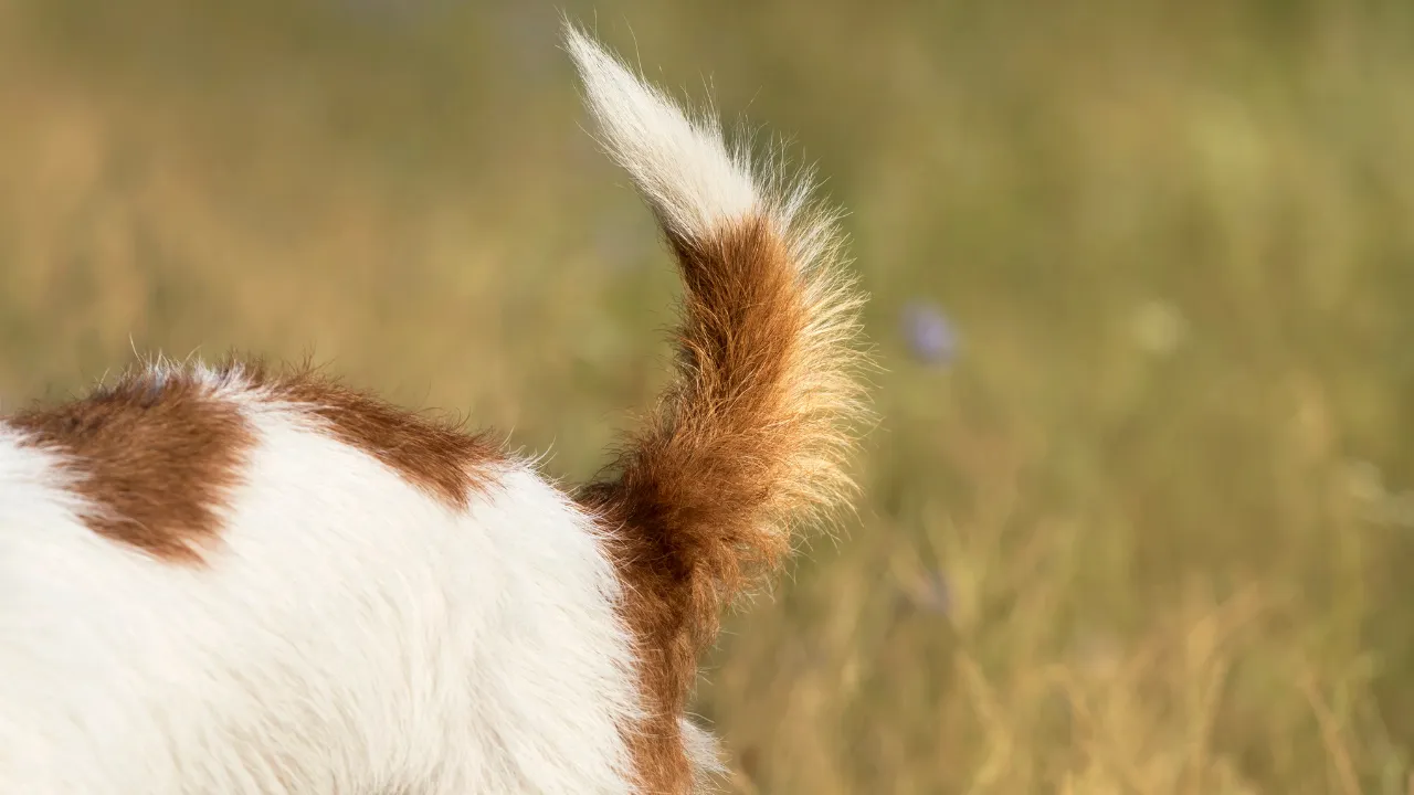 犬にとってのしっぽの役割