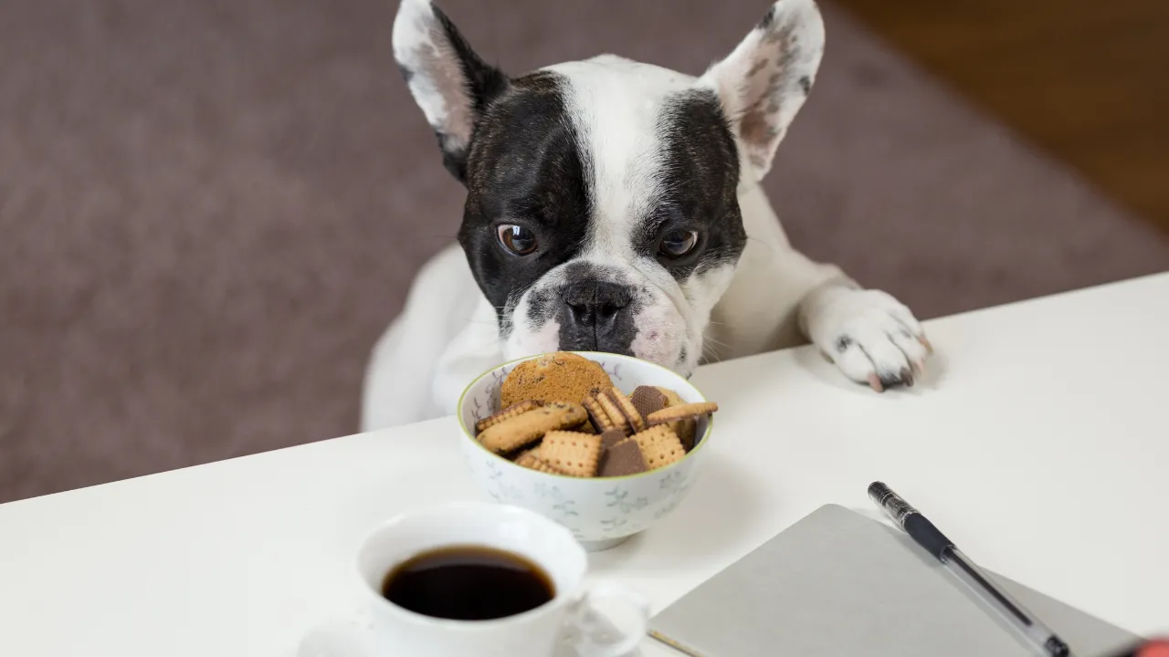 犬が朝ご飯を食べない時の対処法は夜ご飯の量を減らす