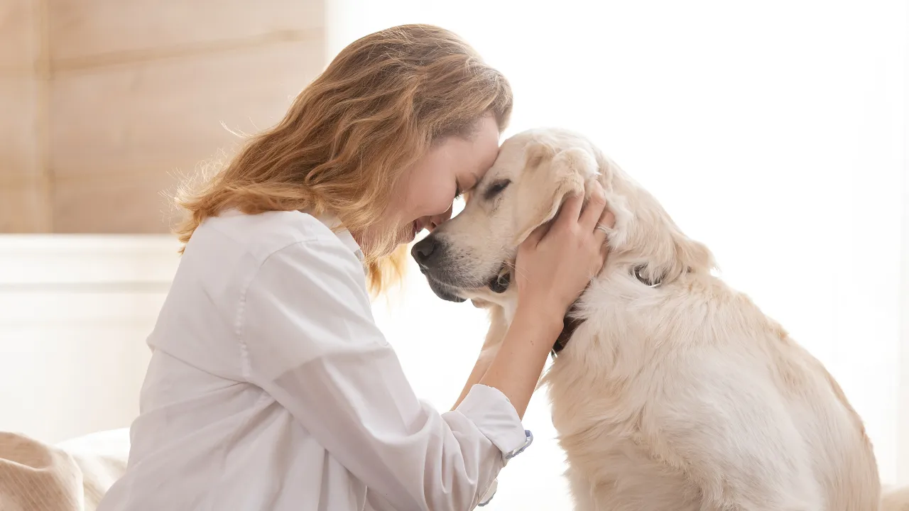 犬が尻尾を噛もうとする時の対処法はストレスを取り除く