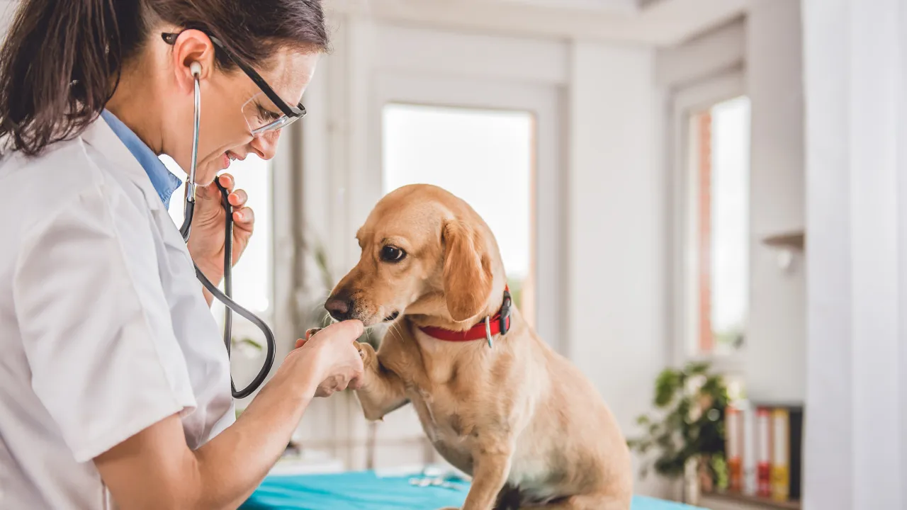 犬が自分の尻尾を噛もうとする原因は病気の可能性