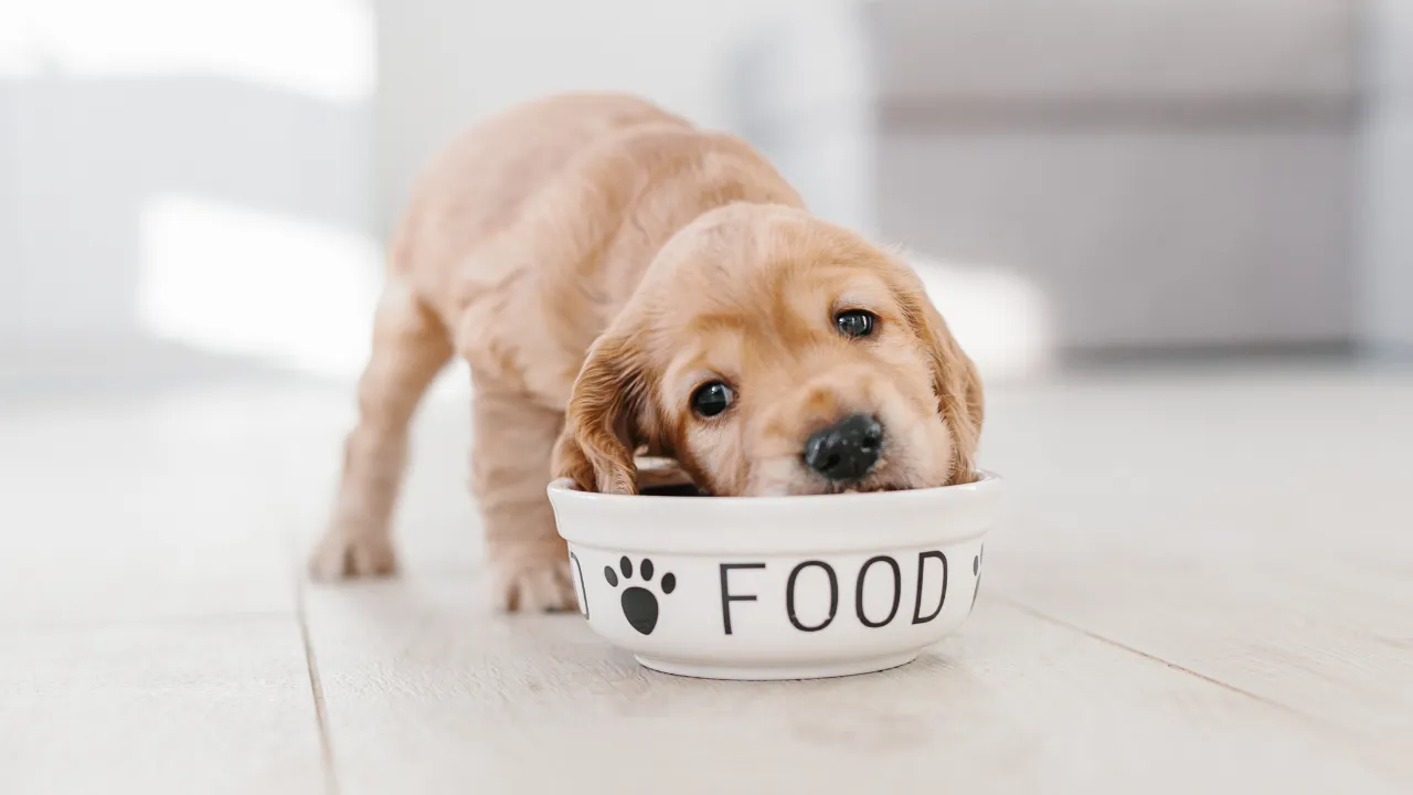 犬が便秘になる時に考えられる原因は食生活の変化