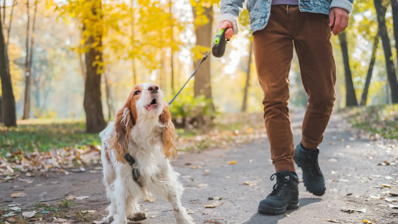 犬がしつこく舐めてきた時の対処法はストレスを解消する