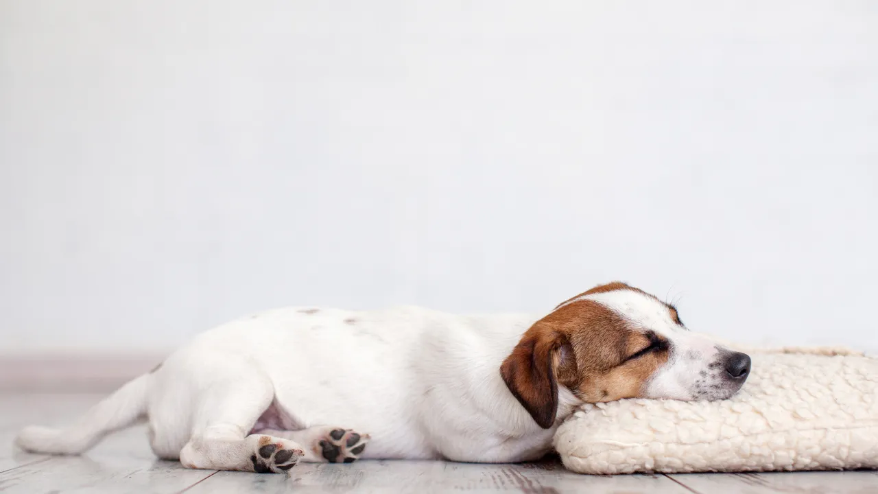 犬が自分の尻尾を噛もうとする原因はストレスが溜まっている