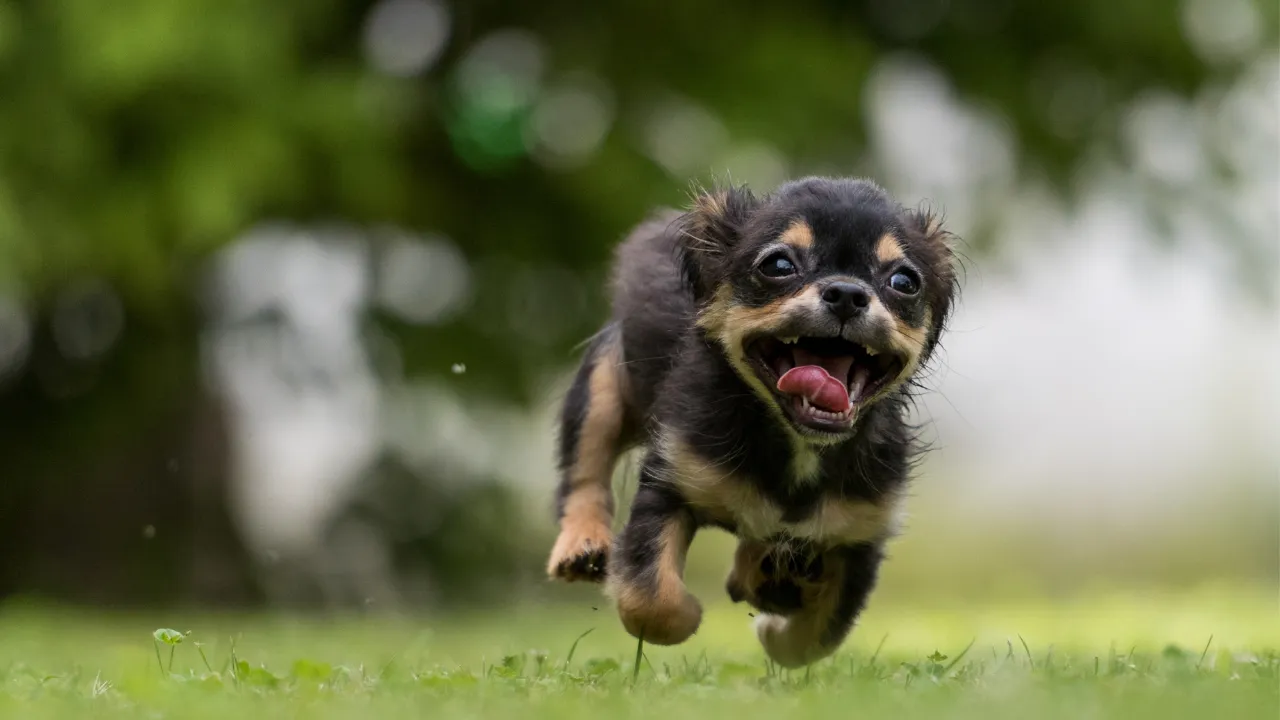 犬が自分の尻尾を噛もうとする原因は遊びの一環