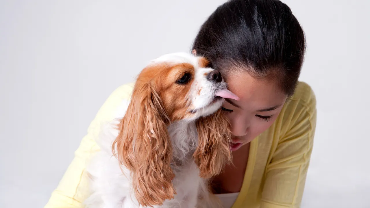 寝る位置別の犬の気持ちを紹介は飼い主にくっついて寝る