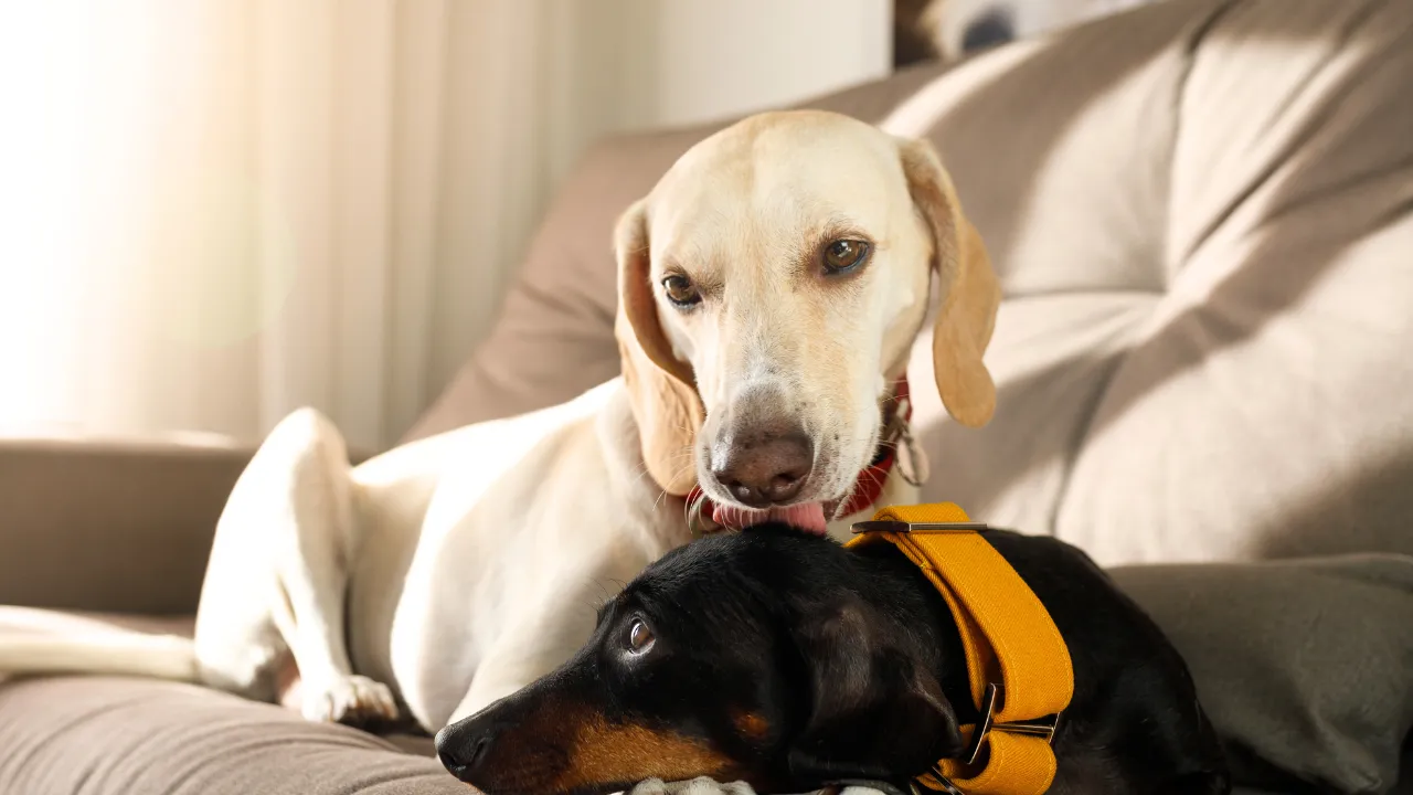 逆に睡眠時間が短い犬の特徴は疲れていない