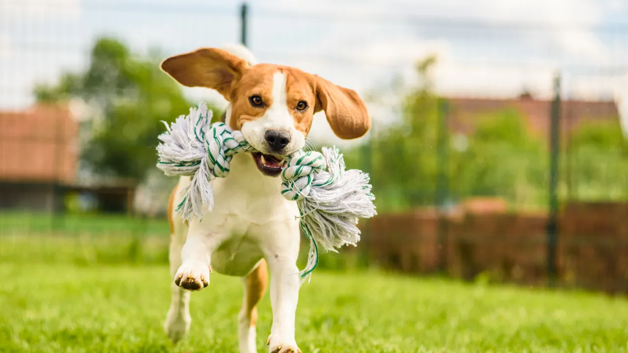 子犬をケージから出す時に気をつけることは誤飲