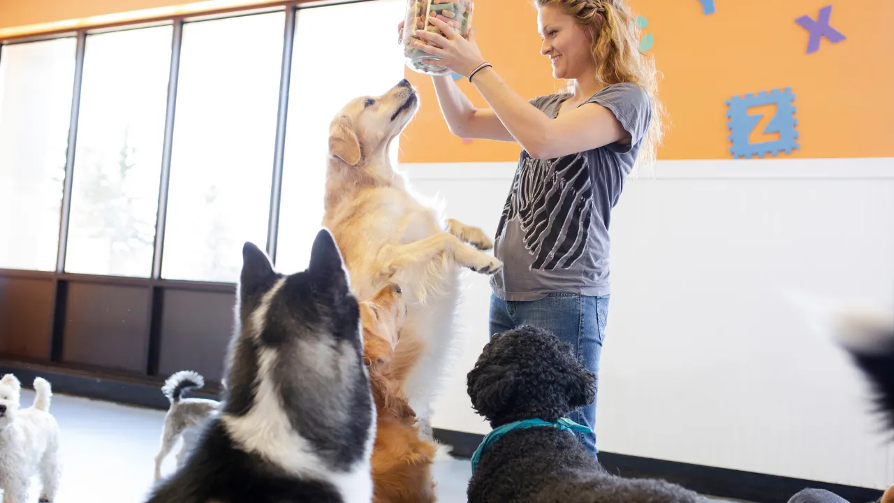 犬のしっぽの動き別の心境は尻尾をブンブン振る時