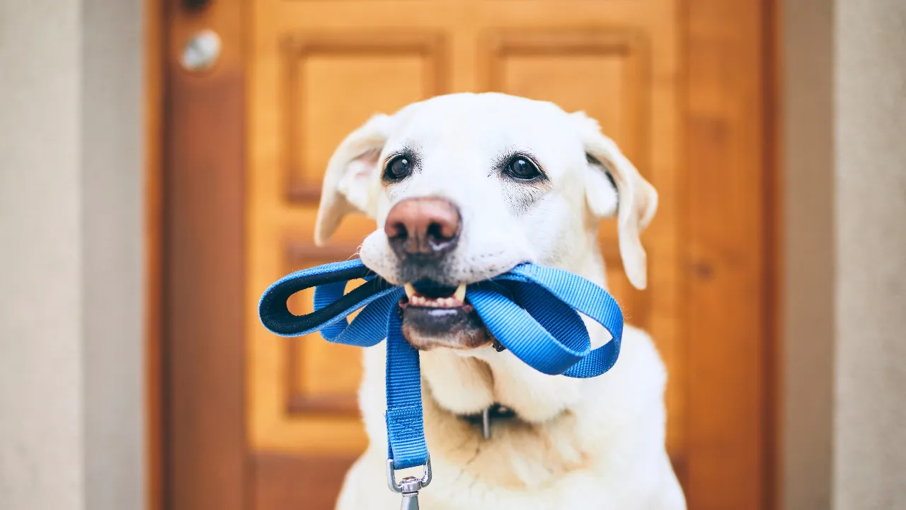 犬が散歩を嫌う理由5選はリードやハーネスが苦手