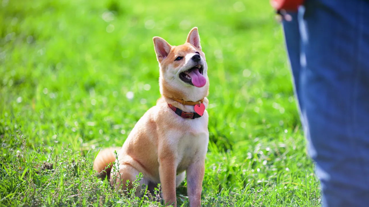 犬が木を食べようとする時の対処法はストレスを解消させる