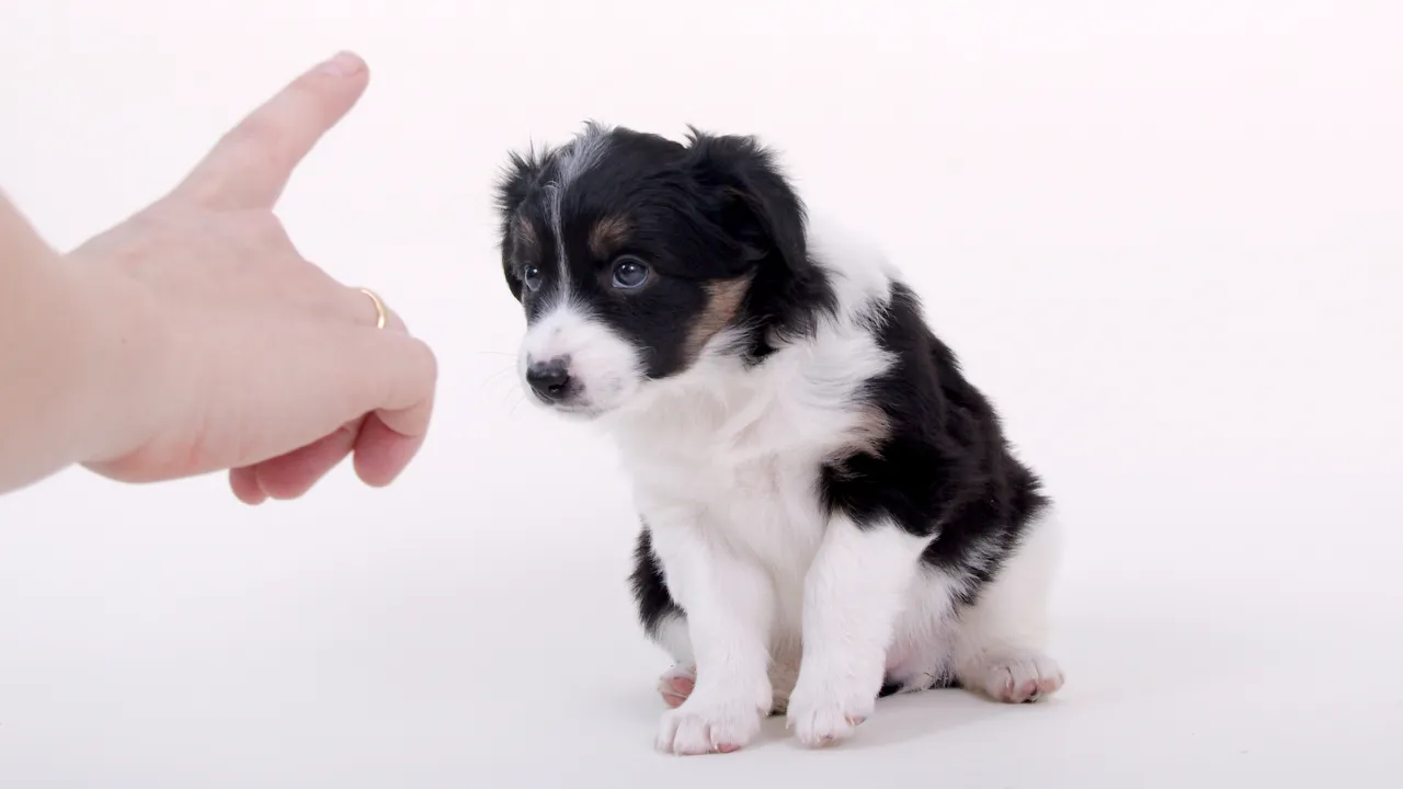 犬がしっぽを振らない時の理由は元々の犬の性格