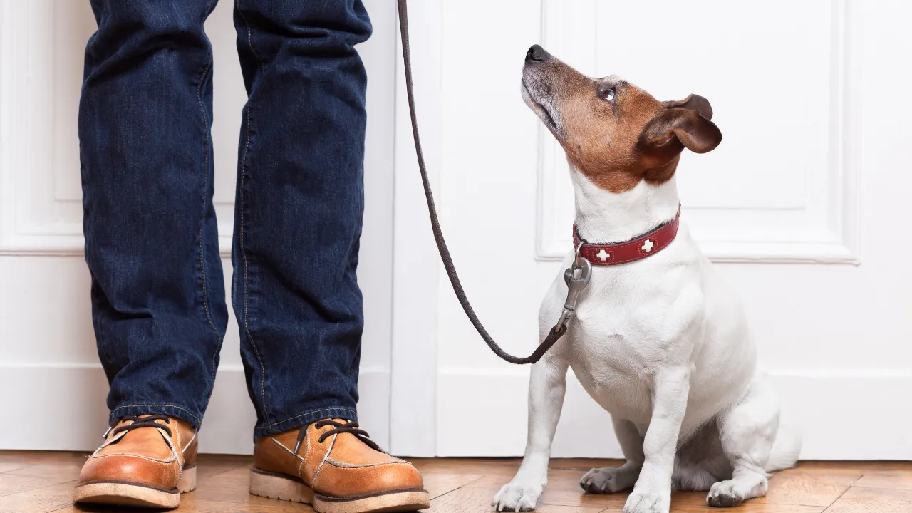 犬が散歩嫌いなら行かなくていい！？【嫌がる理由や克服方法を紹介】