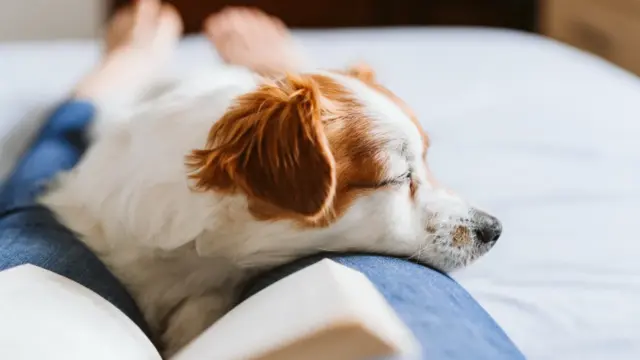 よく寝る犬は寿命が長い！？【睡眠時間が短い犬は危険？】