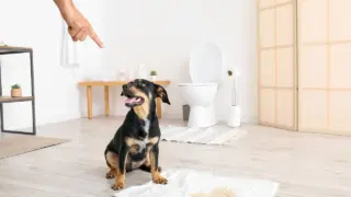 犬が便秘でうんちが出ない！【うんちをさせる方法や解消法は？】