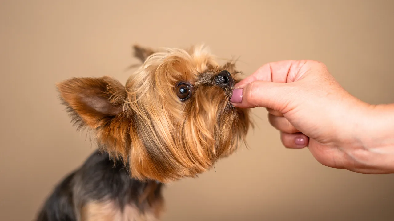 犬の消化時間はどれくらい？【ご飯の後の散歩はNGなの？】