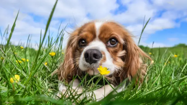 犬が木を食べるのは大丈夫！？【木を食べる原因や対策を解説】