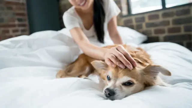 犬が嫌がる人間の行動5選を紹介【飼い主は知らないと損！】