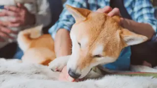 犬が雷に怖がる！【怖がる理由や落ち着かせる方法を紹介】