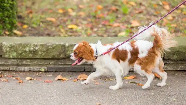 犬がオシッコをなめて心配！【その原因や飼い主の対処法は？】