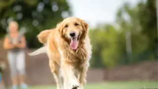 犬がしっぽを振らない時の心境は？【しっぽから気持ちを理解しよう】