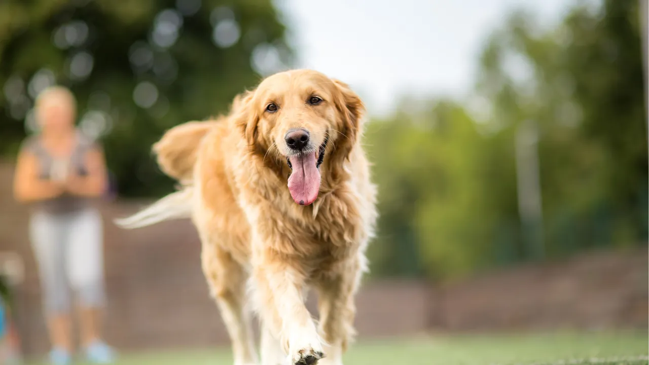 犬がしっぽを振らない時の心境は？【しっぽから気持ちを理解しよう】